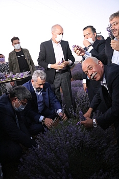 Türkiye'de Lavanta Hasadını Kurtulmuş Başlattı