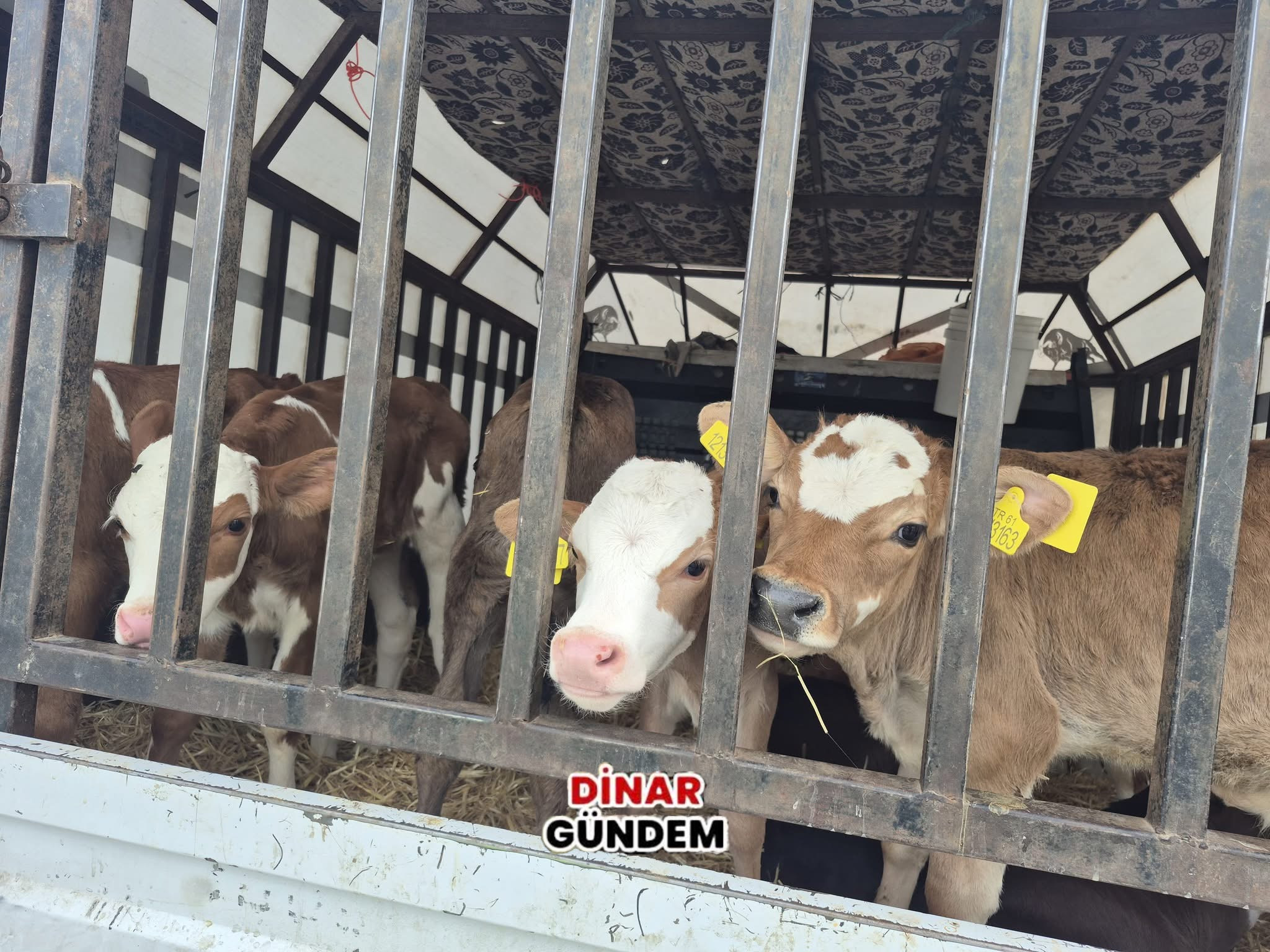 KURBAN BAYRAMI ÖNCESİ CANLI HAYVAN YOL KONTROLLERİ ARALIKSIZ DEVAM EDİYOR...