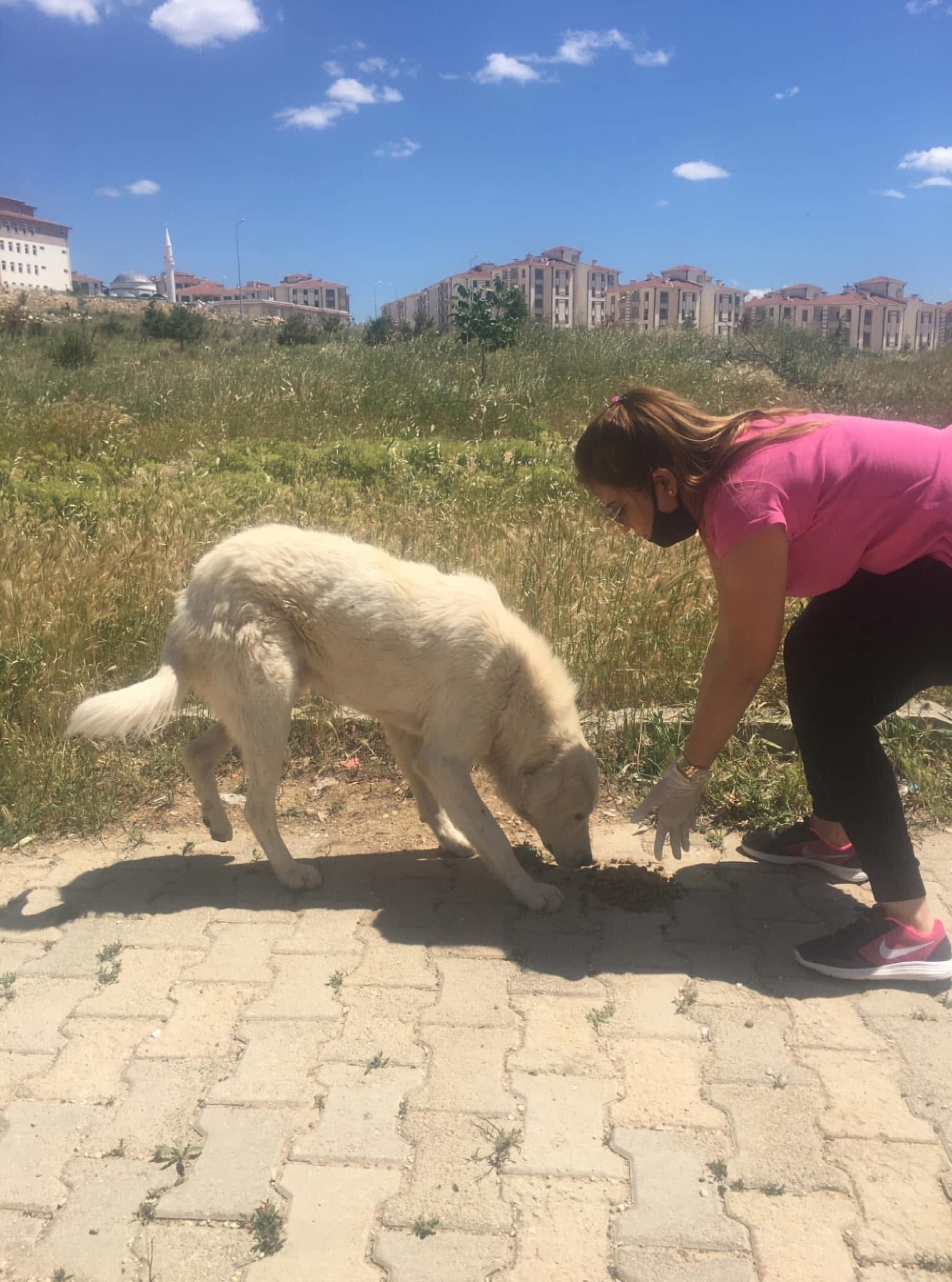 CHP’li Hatice Gökoğlu’ndan Dinar Belediyesi’ne Sert Tepki: “Köpeğimi Katlettiler, Hesabını Soracağım”