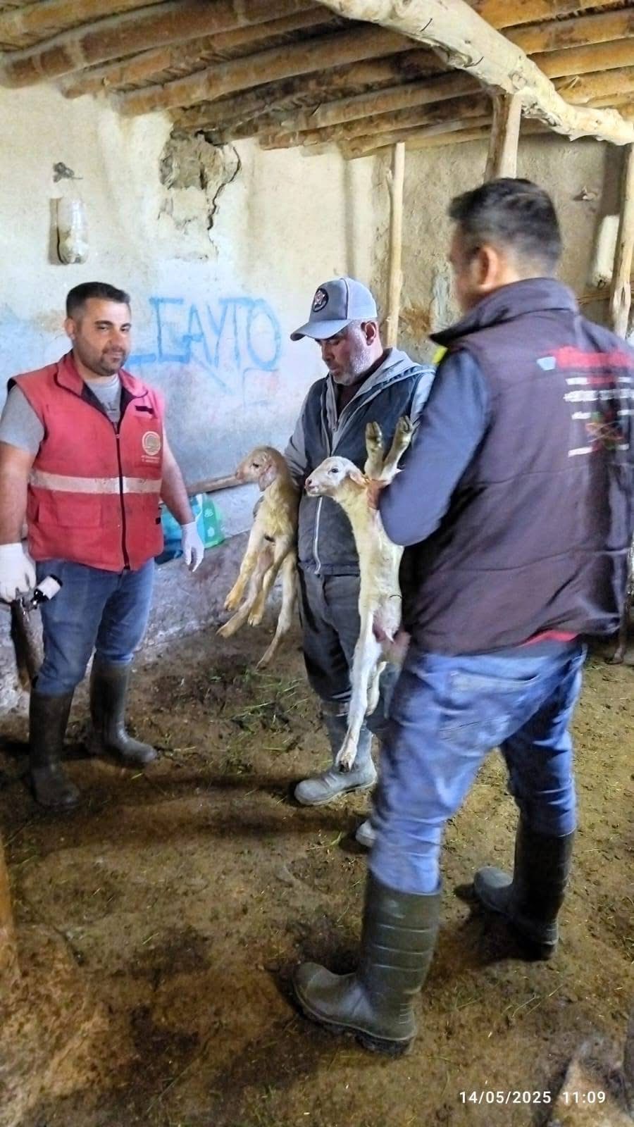 Dinar'da Kurban Bayramı Öncesi Aşı ve Küpe Çalışmaları Devam Ediyor!