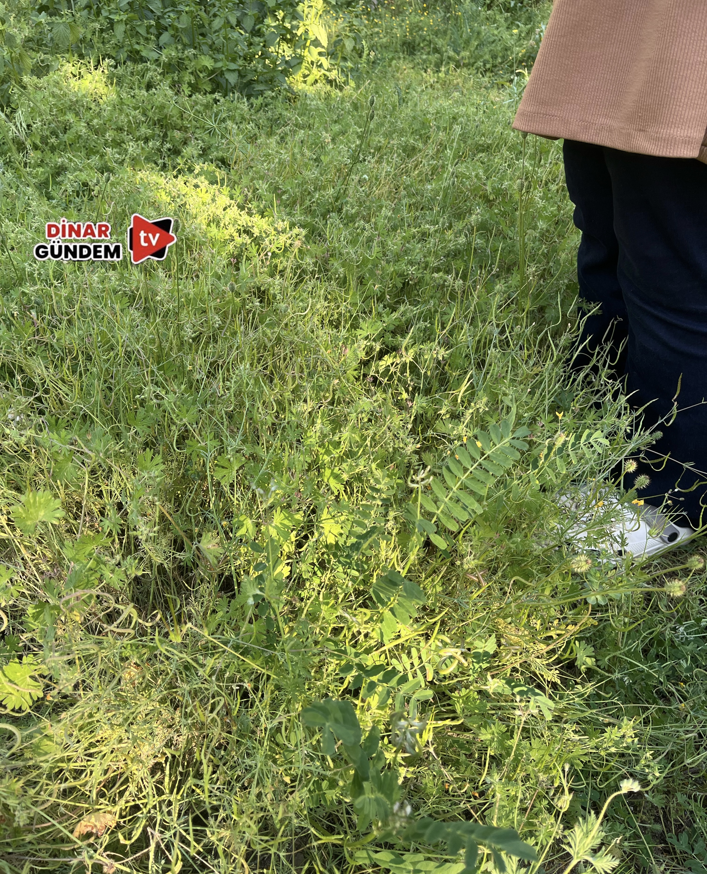 Dinar Asri Mezarlığı’nda Ziyaretçi İsyanı: Otlar Diz Boyunu Aştı!