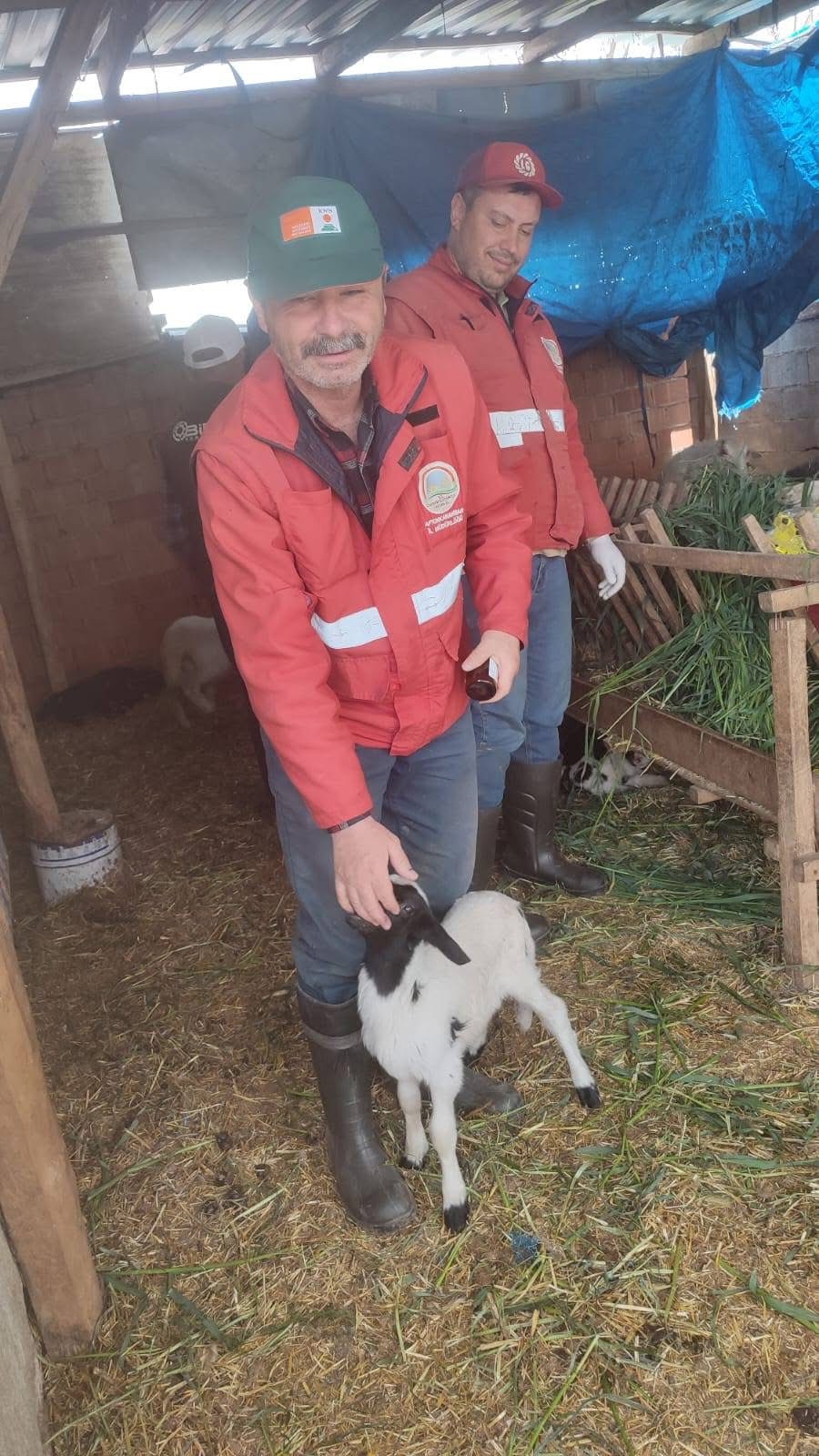 Dinar'da Kurban Bayramı Öncesi Aşı ve Küpe Çalışmaları Devam Ediyor!