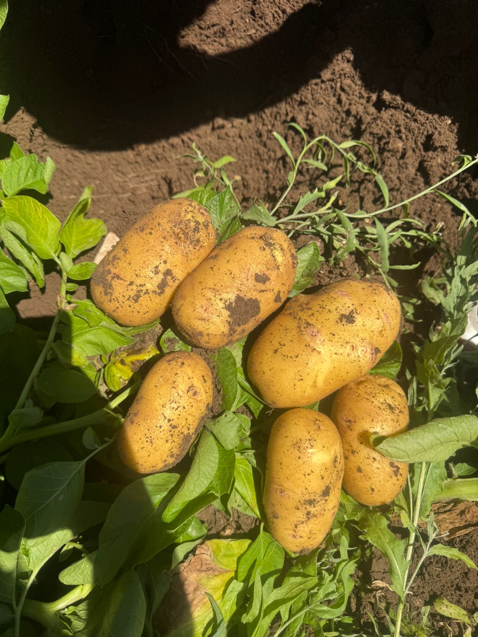 Dinar Çölovası’nda Patates Bereketi: Kınık Köyü
