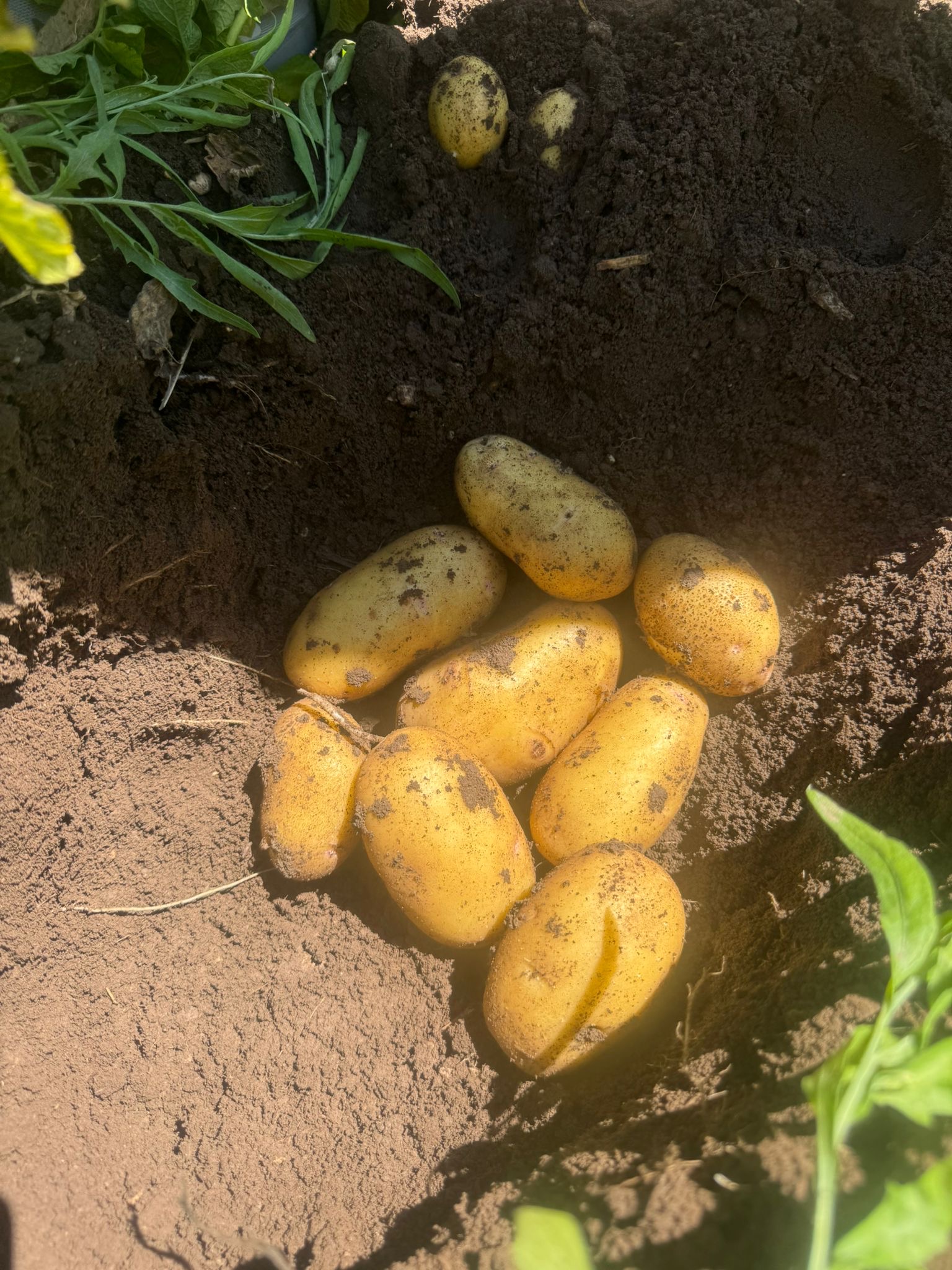 Dinar Çölovası’nda Patates Bereketi: Kınık Köyü