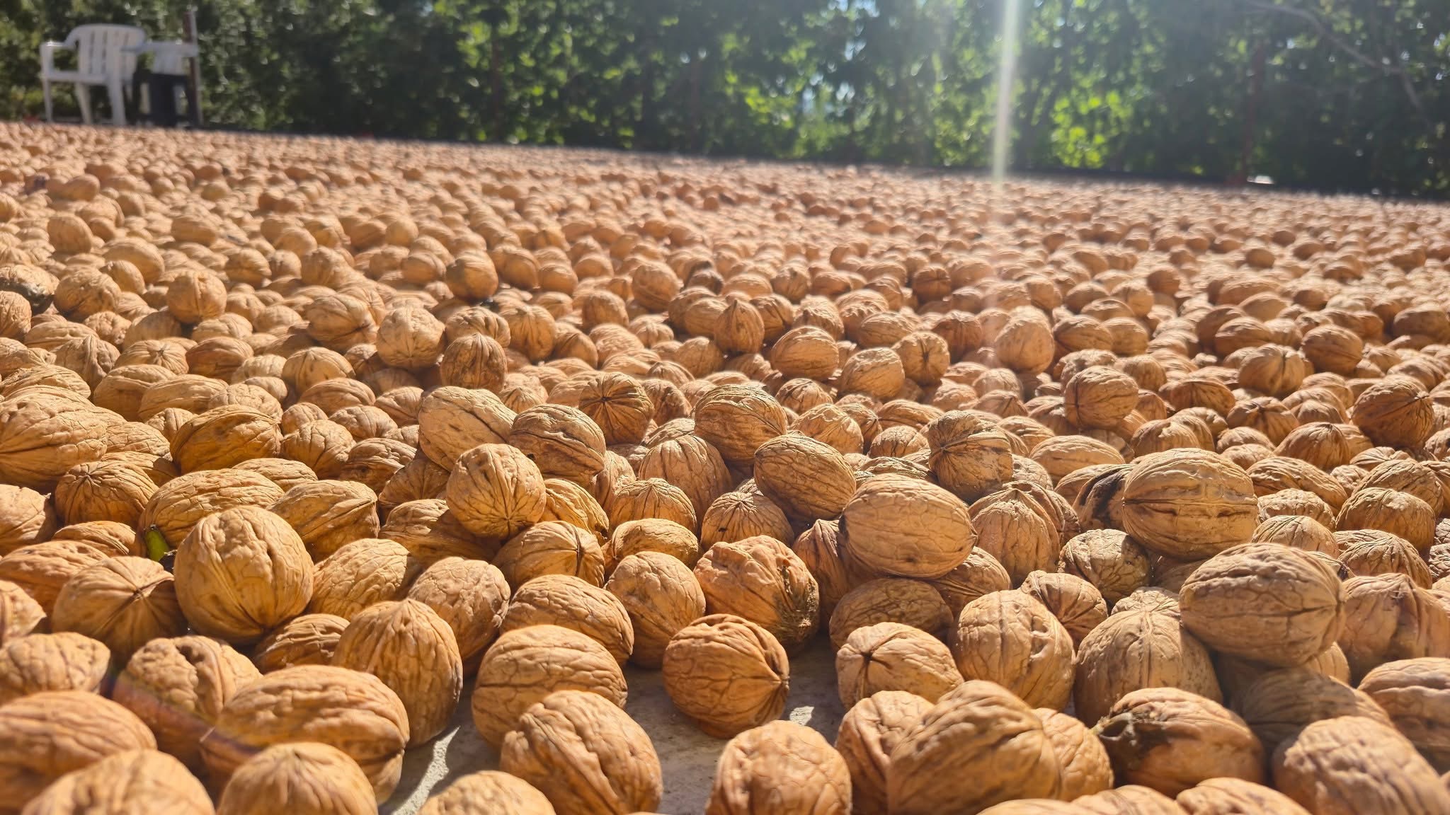 MEŞHUR DİNAR CEVİZİNDE HASAT BAŞLADI..