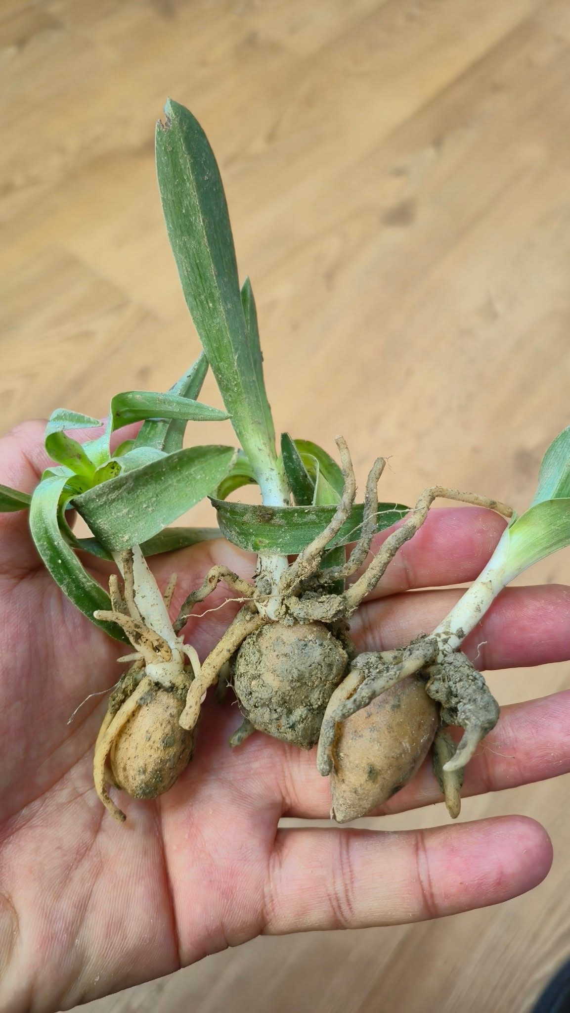 Kadın Çiftçilere Özel Salep Yetiştiriciliği Projesinde Fide Dağıtımı Yapıldı