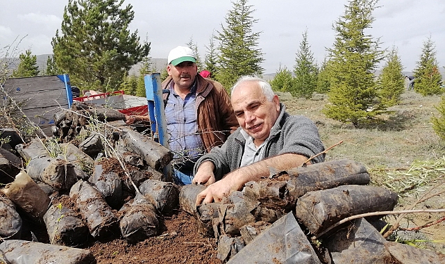 Afşar Köyü'nde 31’incisi Geleneksel Ağaç Bayramı Coşkusu