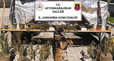 Uluköy'de Operasyon: Köyün Suyuyla Kenevir Suladı, Suçüstü Yakalandı! 