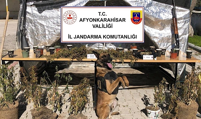 Uluköy'de Operasyon: Köyün Suyuyla Kenevir Suladı, Suçüstü Yakalandı! 