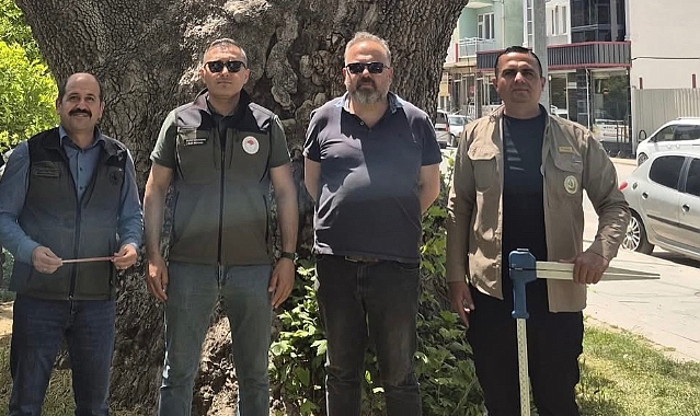 Dinar’da Anıt Ağaçlar Koruma Altına Alınıyor