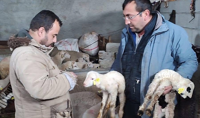 Dinar'da Kurban Bayramı Öncesi Aşı ve Küpe Çalışmaları Devam Ediyor!