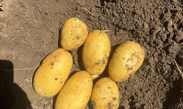 Dinar Çölovası’nda Patates Bereketi: Kınık Köyü