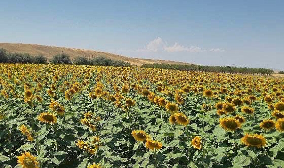 DİNAR OVASI SARI GELİNLİĞİNİ GİYDİ...