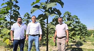 Dünya'nın En Hızlı Büyüyen Ağacı Olan Pavlonya Bahçesini Ziyaret İçin Haydarlı'dayız