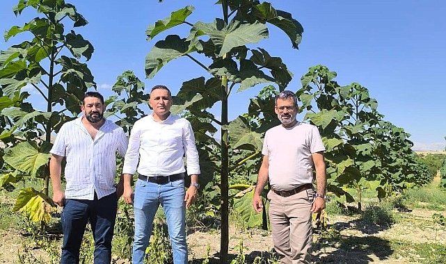 Dünya'nın En Hızlı Büyüyen Ağacı Olan Pavlonya Bahçesini Ziyaret İçin Haydarlı'dayız