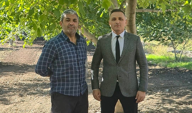 MEŞHUR DİNAR CEVİZİNDE HASAT BAŞLADI..