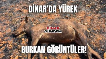 Dinar’da Yürek Burkan Görüntü: Vurulan Geyiğin Boynuzları Kesildiği İddia Edildi!