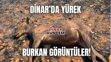 Dinar’da Yürek Burkan Görüntü: Vurulan Geyiğin Boynuzları Kesildiği İddia Edildi!